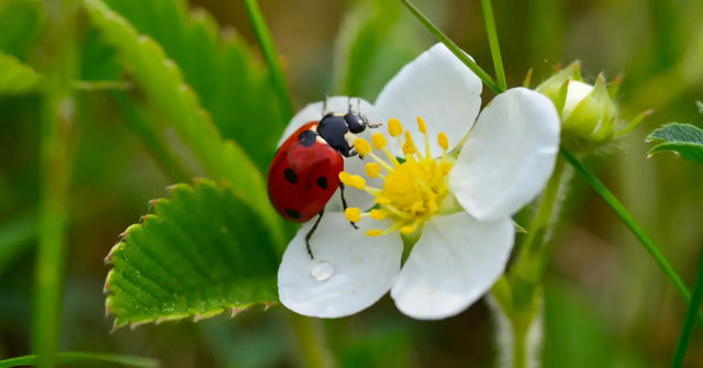 Attraction of ladybugs: plants that attract them