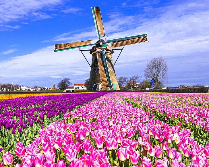 Tulipes roses jardin du keukehof