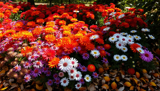 Découvrez les les plus belles Fleurs de la Saison d'Automne