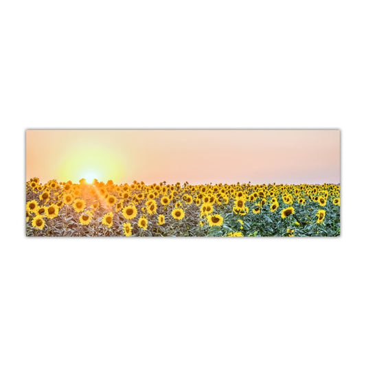 Tableau Fleur <br> Champ De Tournesol